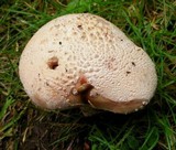 Amanita cruentilemurum image