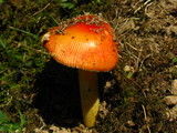 Amanita parcivolvata image