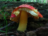 Amanita parcivolvata image