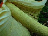 Amanita parcivolvata image