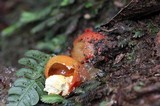 Calostoma cinnabarinum image