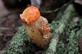 Calostoma cinnabarinum image