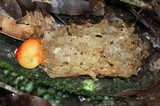 Calostoma cinnabarinum image
