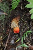 Calostoma cinnabarinum image