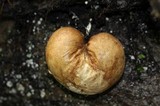 Protubera sabulonensis image