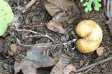 Protubera sabulonensis image