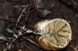 Protubera sabulonensis image