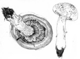 Agaricus californicus image