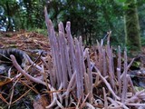 Alloclavaria purpurea image
