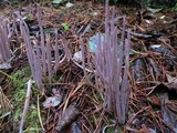 Alloclavaria purpurea image