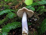 Cortinarius vanduzerensis image