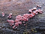 Ascocoryne cylichnium image