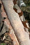 Vuilleminia comedens image