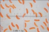 Vuilleminia comedens image