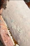 Vuilleminia comedens image