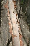 Vuilleminia comedens image