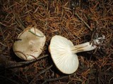 Hygrophorus agathosmus image