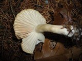 Hygrophorus agathosmus image