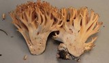 Ramaria flavigelatinosa var. megalospora image
