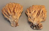 Ramaria flavigelatinosa var. megalospora image