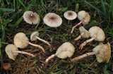 Lepiota lilacea image