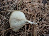 Clitocybe metachroa image