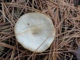 Clitocybe metachroa image