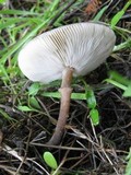 Melanoleuca decembris image