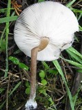 Melanoleuca decembris image