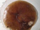 Melanoleuca decembris image