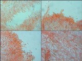 Melanoleuca decembris image