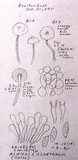 Naucoria alnetorum image