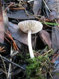 Pluteus phlebophorus image