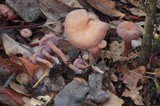 Laccaria bicolor image