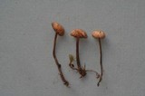 Mycetinis applanatipes image