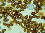 Panaeolina castaneifolia image