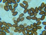 Panaeolina castaneifolia image
