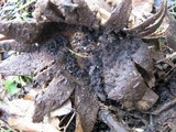 Myriostoma coliforme image