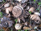 Myriostoma coliforme image