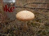 Amanita persicina image