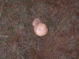 Amanita persicina image