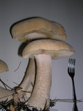 Macrocybe titans image