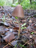 Parasola conopilea image