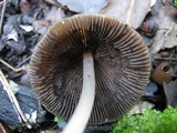 Parasola conopilea image