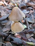 Parasola conopilea image