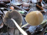 Parasola conopilea image