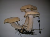 Macrocybe titans image