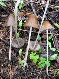 Parasola conopilea image