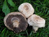 Agaricus californicus image