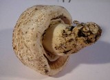 Agaricus californicus image